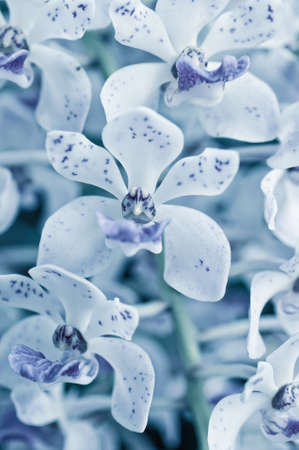 Rhynchostylis gigantea. ,orchid flower, tropical, flower backgroundの写真素材