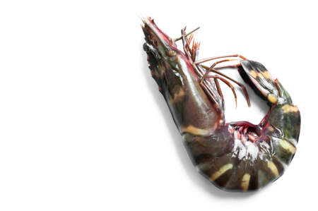 Raw Tiger prawn ready for cookingの写真素材