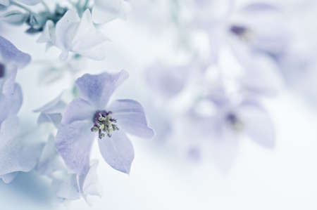 Coral Vine, Mexican Creeperの写真素材