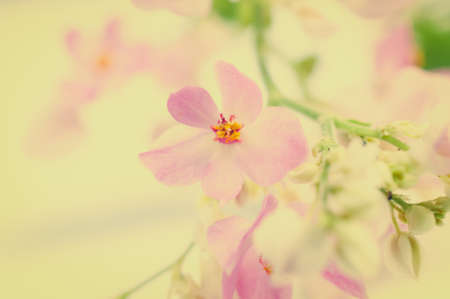 Coral Vine, Mexican Creeper, flower border, background, vintage toneの写真素材