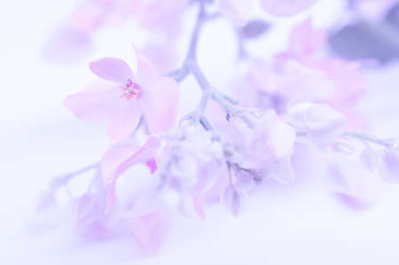 Coral Vine, Mexican Creeper, flower border, background, vintage toneの写真素材