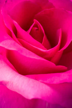 Close up of rose petalの写真素材