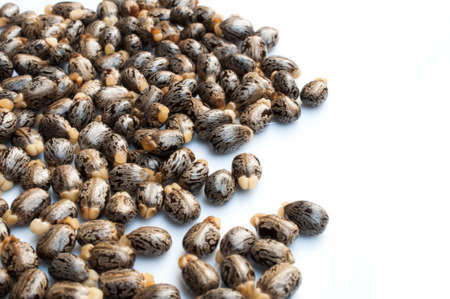 Castor oil seeds-ricinus communisの写真素材