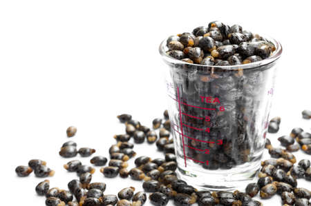 Castor oil seeds-ricinus communisの写真素材