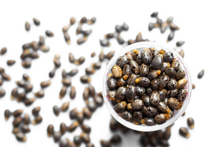 Castor oil seeds-ricinus communisの写真素材