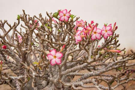 desert rose flower bonsai in flower pot