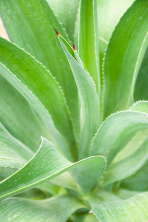 agave plant leavesの写真素材