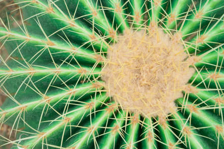 Golden ball cactus