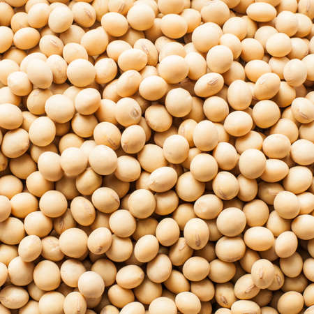 soy beansの写真素材