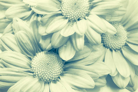 Beautiful chrysanthemum flower backgroundの写真素材