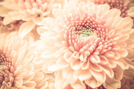 orange chrysanthemum isolated on a white backgroundの写真素材