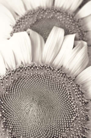 Sunflower isolated, black and whiteの写真素材