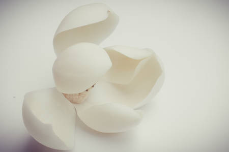 Magnolia cocoの写真素材