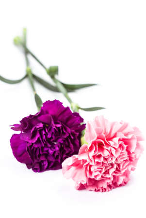 Pink carnation on white の写真素材