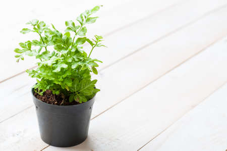 Little fern plants in flower potsの写真素材
