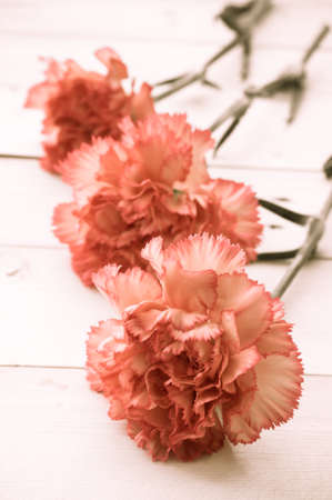 Carnations on white board mother dayの写真素材