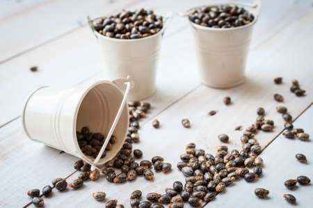 Castor oil seedsricinus communisの写真素材