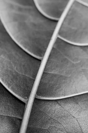 Green leaf texture. Macroの写真素材