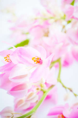 Coral Vine Mexican Creeper flower border vintage toneの写真素材