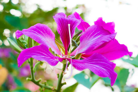 Butterfly Tree Orchid Tree Purple Bauhiniaの写真素材