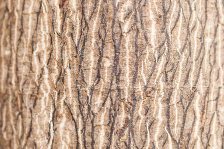 Bark of tree texture
