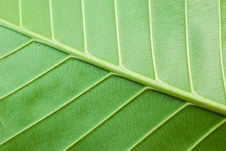 Leaf textureの写真素材