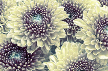 Orange chrysanthemum isolated on a white の写真素材