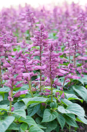 Clary Sage Salvia sclarea for background useの写真素材