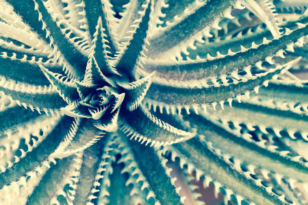 Sharp pointed agave plant leavesの写真素材