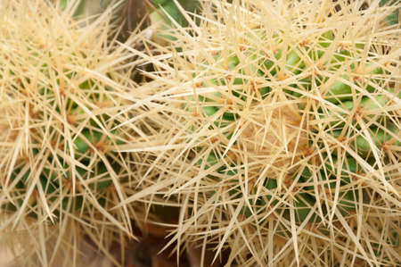 Golden ball cactus