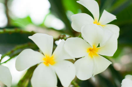 white and yellow frangipani flowers with leavesの写真素材