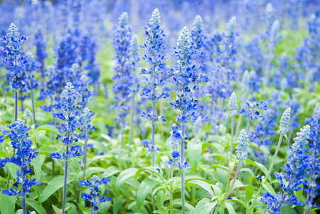 Blue salvia purple flowers, ornamental plants spring.の写真素材