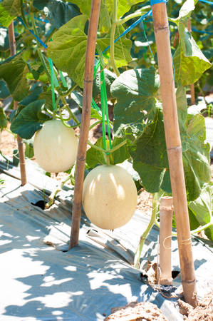 Cantaloupe melons growing in a greenhouse supported by string melon netsの写真素材