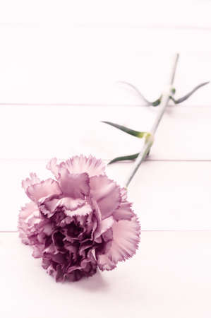 Carnations on white board, mother dayの写真素材