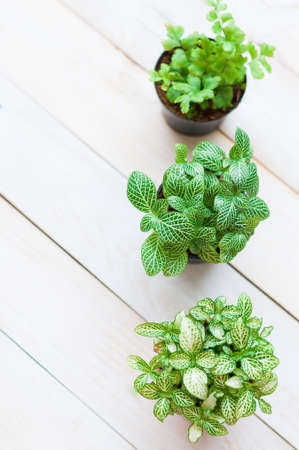Mosaic plant (Fittonia verschaffeltii), close up, pot plant on white wooden board, Top viewの写真素材