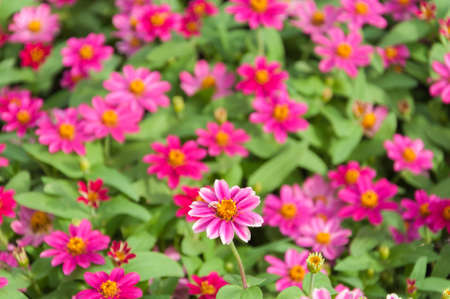 Colorful Zinnia flowers in the gardenの写真素材