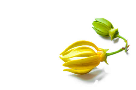Ylang-ylang flowerの写真素材