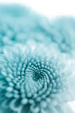 Chrysanthemum flowers, backgroundの写真素材