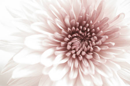 Pink Chrysanthemum flowersの写真素材