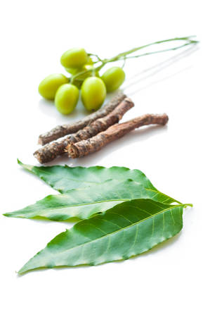 Medicinal neem plantの写真素材