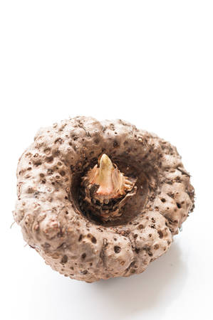 Elephant yam, Stanley s water-tub, Konjacの写真素材