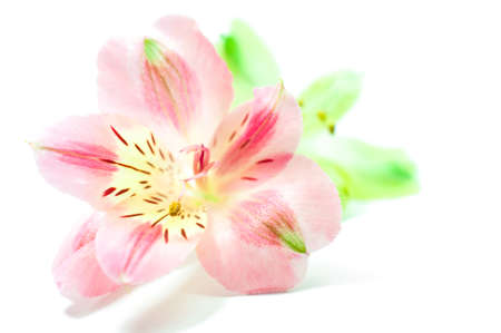 Alstroemeria flowers, soft toneの写真素材