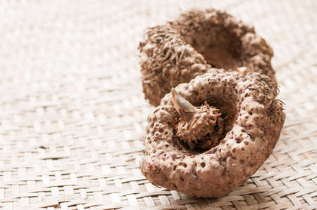 Elephant yam, Stanley s water-tub, Konjacの写真素材