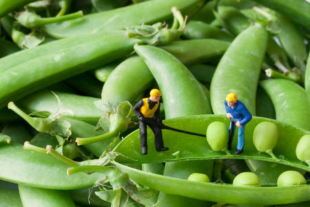 Green peas in the pod with miniature peopleの写真素材