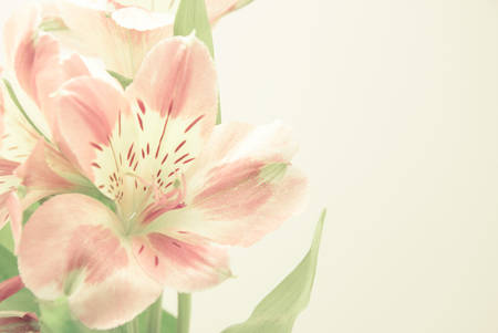 alstroemeria flowers, soft toneの写真素材
