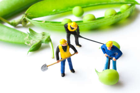 Green peas in the pod with miniature peopleの写真素材