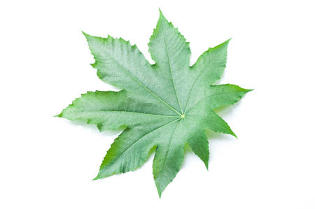castor leaves on white backgroundの写真素材