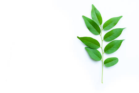 ebony leaf isolated on white backgroundの写真素材