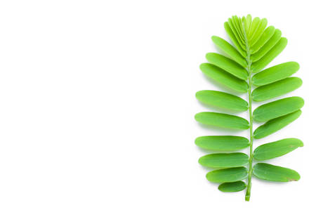 Indian Gooseberry, Phyllanthus Emblica leafの写真素材