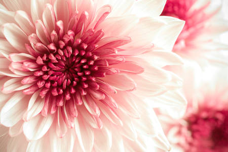 Pink Chrysanthemum flowersの写真素材
